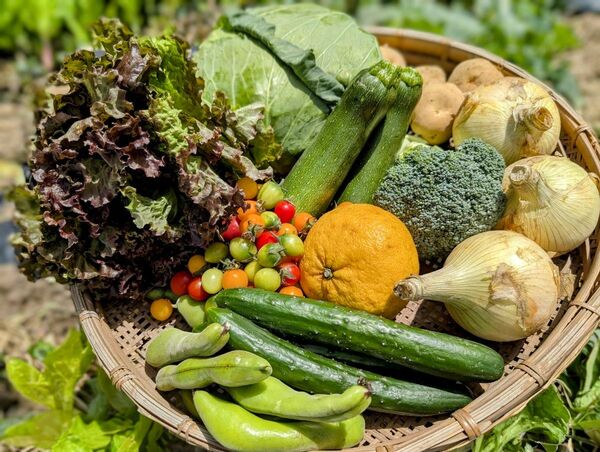 長崎県産◯旬の野菜セット