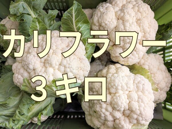 カリフラワー◯花椰菜◯3キロ◯長崎県産