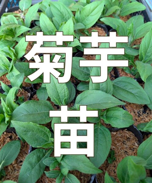 きくいも苗◯菊芋苗◯1ポット◯長崎県産