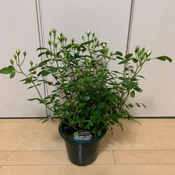 つるバラ【サマースノー】・強健・花芽付き ③