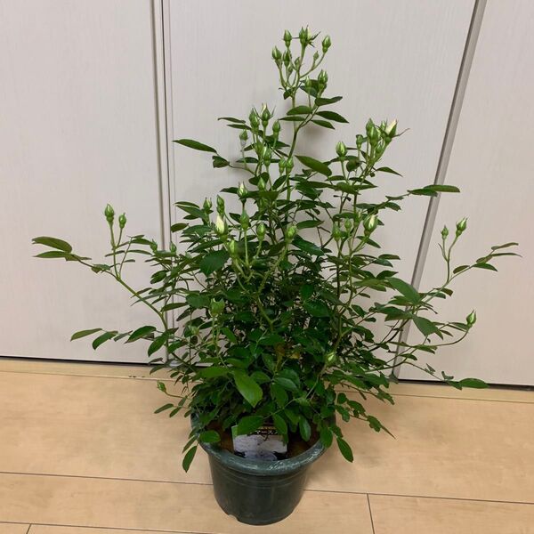 つるバラ【サマースノー】・強健・花芽付き ①