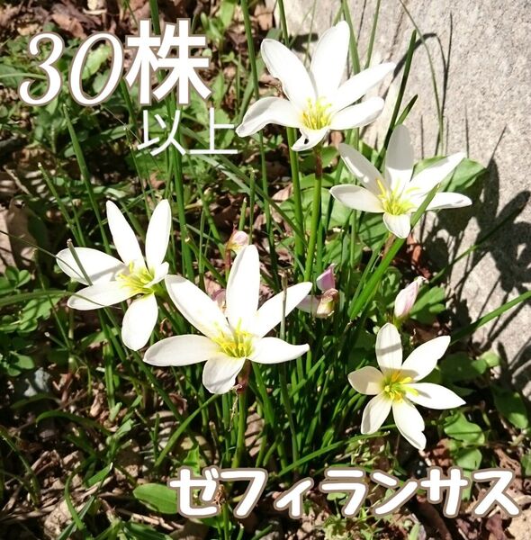 ゼフィランサス タマスダレ 抜き苗 30株以上