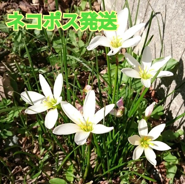 ゼフィランサス タマスダレ 抜き苗 球根 白花 50球以上