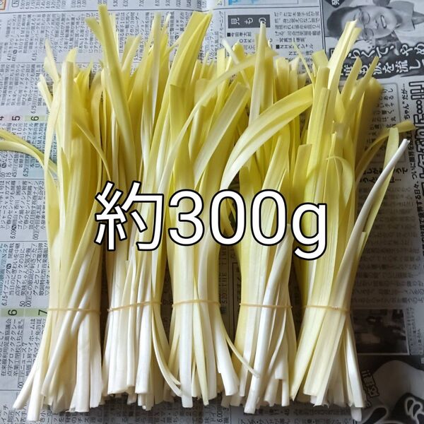 【外品】黄ニラ 6束(約300g)