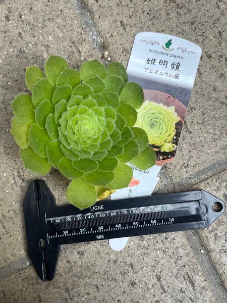 姫明鏡 アエオニウム カット苗