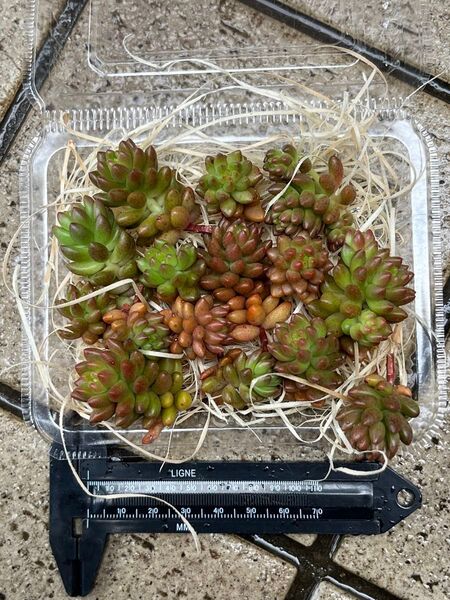 ホワイトストーンクロプ セダム カット苗 15個