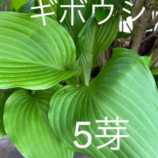 ギボウシ 5芽