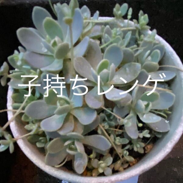 子持ちレンゲ 抜き苗 大中20花