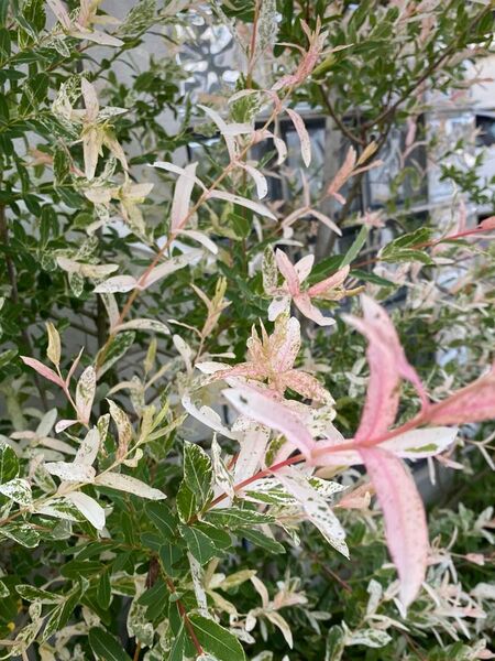 ハグロニシキ 抜き苗1本+さし穂10本