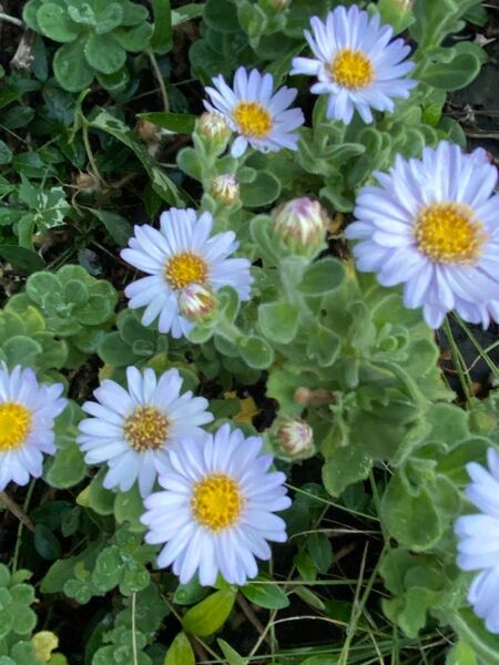 ダルマ菊 挿し木苗抜き苗 5本