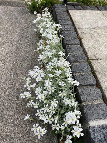 セランスチウム 夏雪草 抜き苗10本前後