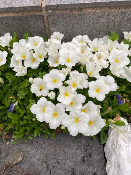 銀盃草 抜き苗 10センチ四方ほど