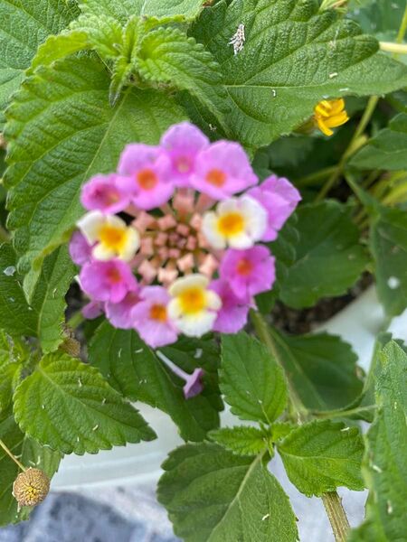 ランタナ 抜き苗 1本