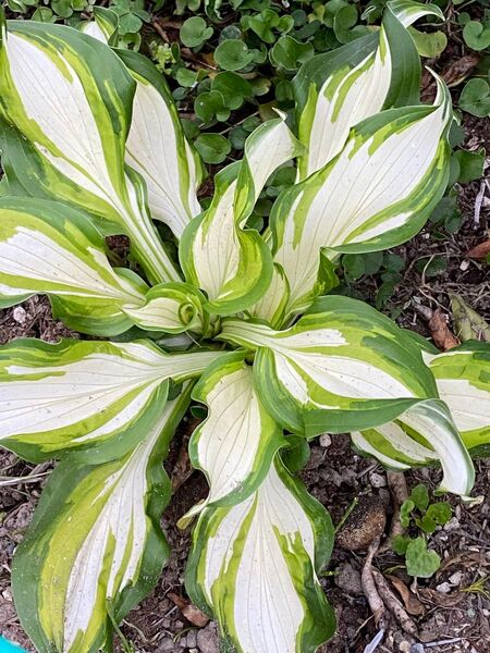 斑入りギボウシ 4芽