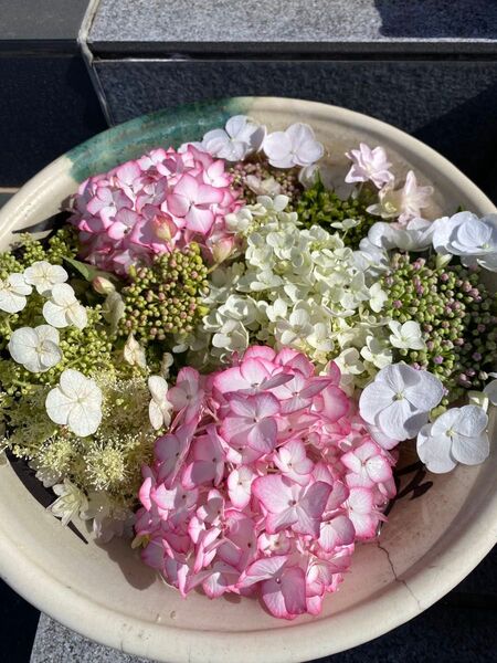 紫陽花 挿し穂 5種各4ずつ