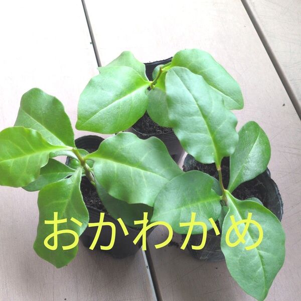 おかわかめ苗【3株】/オカワカメ苗 むかごから発芽済み 雲南百薬 スーパーフード 抜き苗