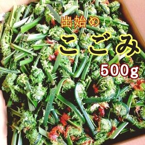 出始めこごみ 天然北海道