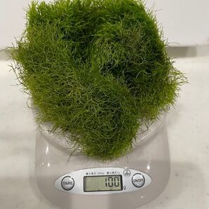 水草 約100g リシア(水中葉)