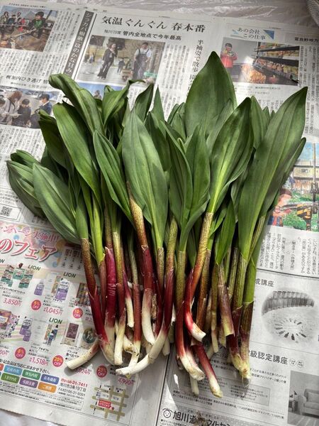 北海道産天然行者にんにく
