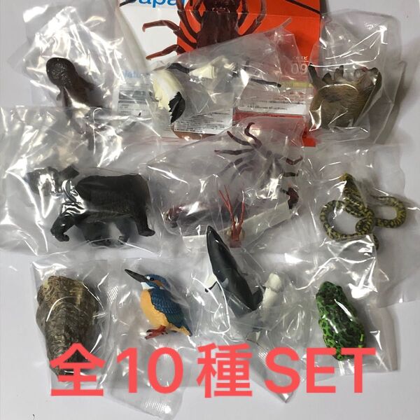 Nature of Japan日本のいきもの01全10種SET