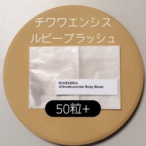 エケベリア チワワエンシス ルビーブラッシュ 50粒 多肉 種子 ケーレス