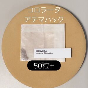 エケベリア コロラータ アテマハック 50粒 多肉 種子 ケーレス