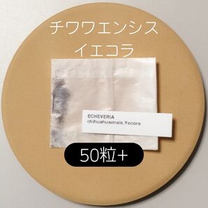 エケベリア チワワエンシス イエコラ 50粒 多肉 種子 ケーレス