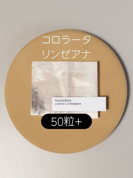 エケベリア コロラータ リンゼアナ 50粒 多肉 種子 ケーレス