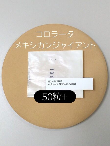 エケベリア コロラータ メキシカンジャイアント 50粒 多肉 種子 原種 ケーレス