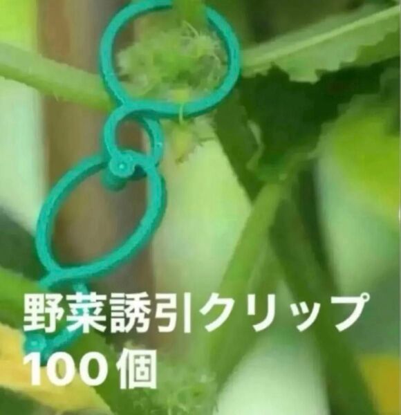 【100個】(中サイズ)園芸クリップ 蔓野菜用ガーデンクリップ 植物誘引 クリップ 結束バンド