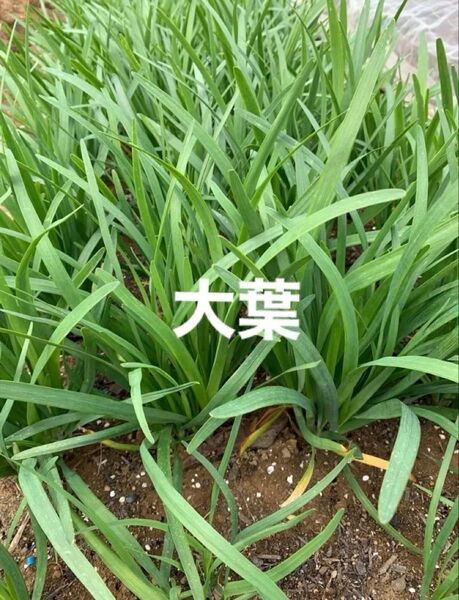 ニラ苗 無農薬栽培 20本 2年目