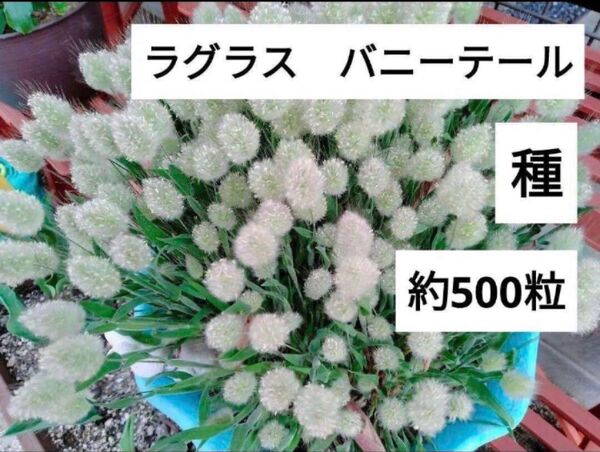 ラグラスバニーテール 種 500粒以上