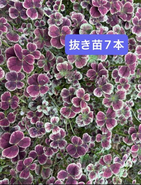 クローバー 抜き苗 7本