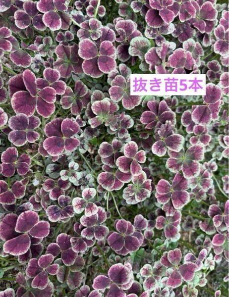 クローバー 抜き苗 5本