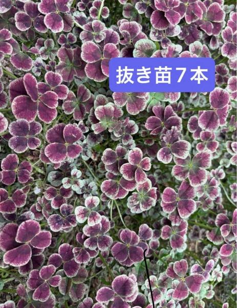 クローバー 抜き苗 7本