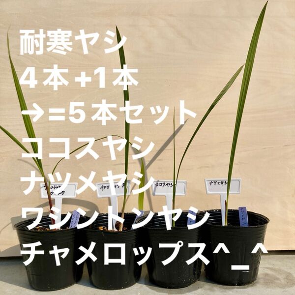 耐寒ヤシ4本セット ココスヤシ ナツメヤシ ワシントンヤシ チャメロプス お好きな1本プラスした合計5本セット