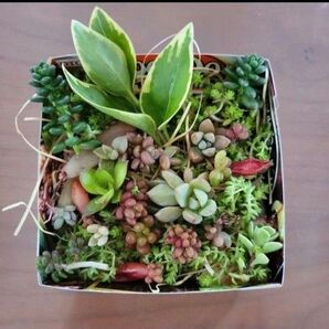 多肉植物 セダム 可愛い寄せ植えセット