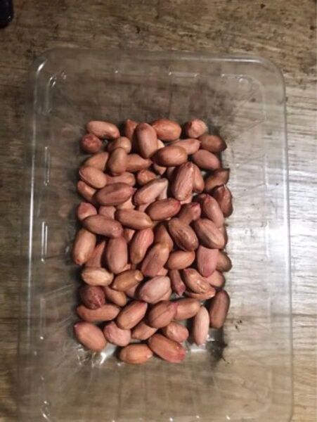 種用落花生 80粒