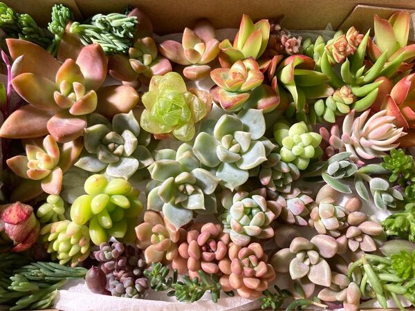 多肉植物 カット苗 詰め合わせ C