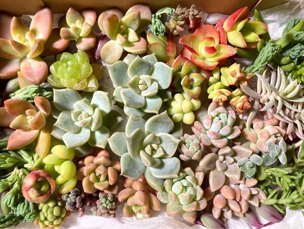 多肉植物 カット苗 詰め合わせ B