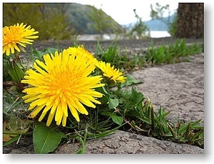 オリジナル フォト ポストカード 2020年5月3日 箱根 芦ノ湖のたんぽぽ