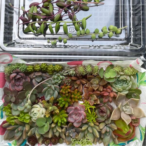 2.多肉植物 エケベリア セダム カット苗 詰め合わせセット 弁当 淡いピンク 寄せ植え チマチマ 数量限定 現物発送 大パック