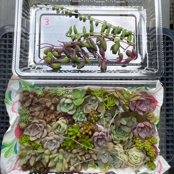 3.多肉植物 エケベリア セダム カット苗 詰め合わせセット 弁当 淡いピンク 寄せ植え チマチマ 数量限定 現物発送 大パック