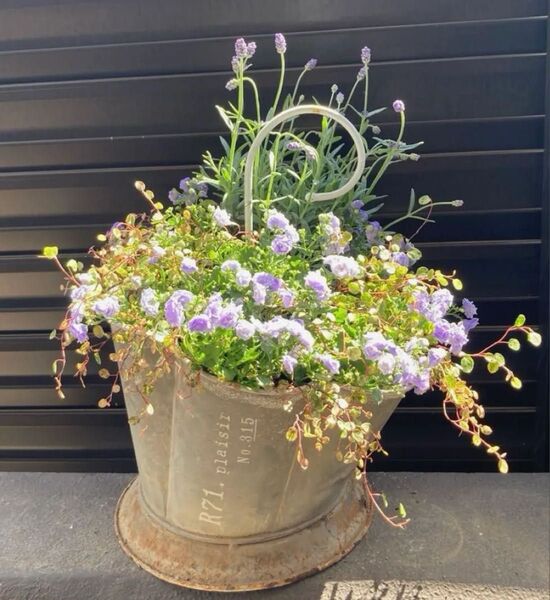 カンパヌラ 寄せ植え お花 傘