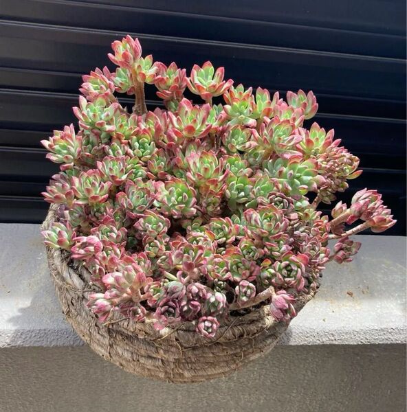 多肉植物 大量 紅雛蓮 カット苗