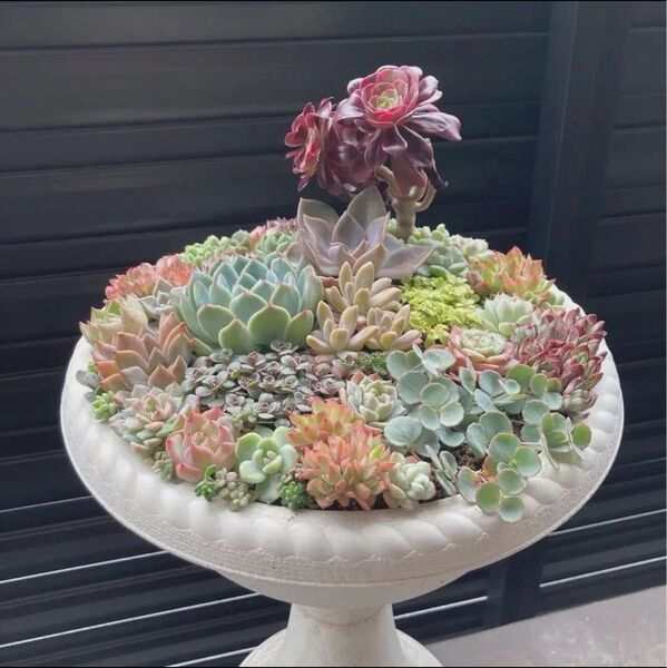 父の日 寄せ植え アイエオニウム 多肉植物