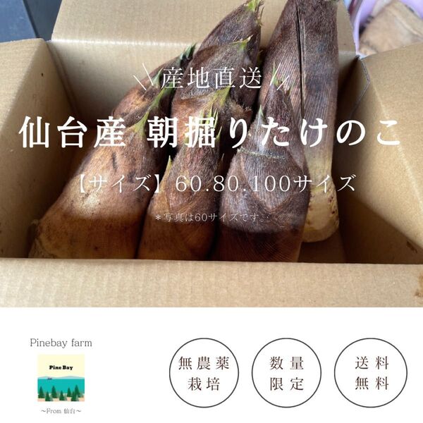 仙台産 朝掘りたけのこ 2kg以上 60サイズ 米ぬか付