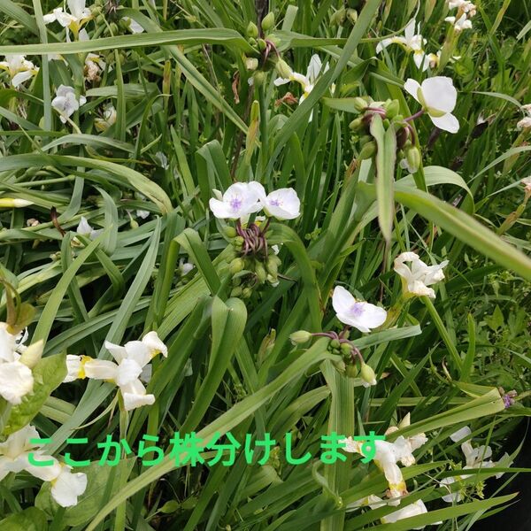 ムラサキツユクサ白花 苗