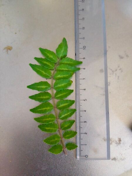 山椒の葉 80枚
