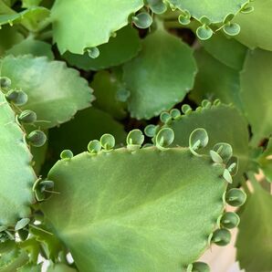 マザーリーフ 子宝草 多肉植物 井戸水で飼育 10株